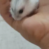 بچه همستر گوگولی در دو رنگ