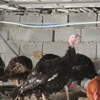 بوقلمون
