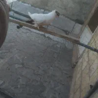 کفتر رنگی|پرنده|قم, نوبهار|دیوار