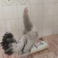 مرغ محلی تخم گذار