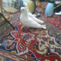 کبوترهای عالی