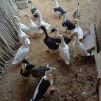 تعدادی اردک جوان|حیوانات مزرعه|طاهرگوراب, |دیوار