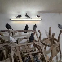 کفترپلاکی اصلی|پرنده|قم, بیانی|دیوار