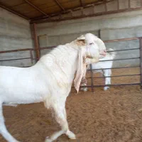 بز نر بز پاکستانی گلابی و بزغاله نر گلابی اصل|حیوانات مزرعه|جوادآباد, |دیوار