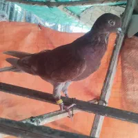 کبوتر کفتر|پرنده|رودان, |دیوار