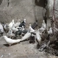 کبوتران ناب|پرنده|مشگین شهر, |دیوار