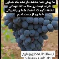 انگور شانی دیم سردشت کردستان سیاه انگورشانی سفیدبی|خدمات باغبانی و درختکاری|تهران, میدان میوه و تره‌بار مرکزی|دیوار