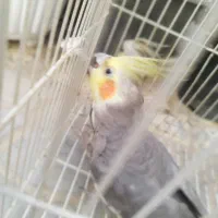 یک جفت عروس هلندی|پرنده|فاضل آباد, |دیوار