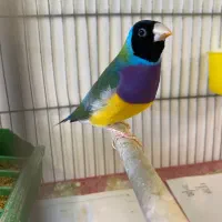 فنچ گلدین نر|پرنده|قزوین, |دیوار