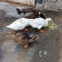 اردک نر و ماده بزرگ