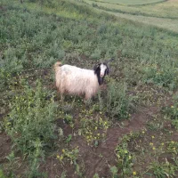 بزماده