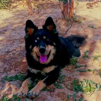 سگ ماده خیلی خوشگل