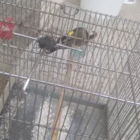 سهره ماده|پرنده|زند, |دیوار