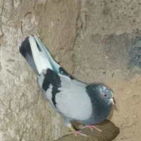 کبوتر یاکفتر باخت خورده و گم شده.