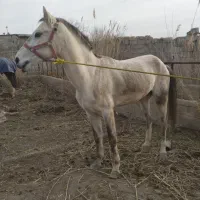 اسب نریان ترکمن