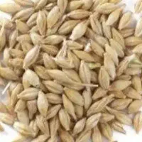 خریدار جو دیم