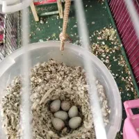 قناری شلاقی و جفت جوجه کش