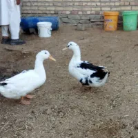 اوردک