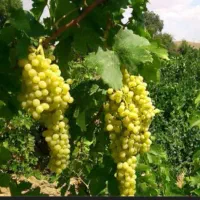 باغ انگور فروش فوری فوری