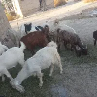 تعدادی بز نژاد دوقلو وسه قلو زا برای فروش|حیوانات مزرعه|فاریاب, |دیوار