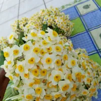 گل نرگس بهبهان تازه