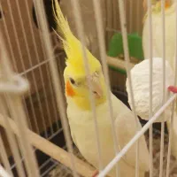 نروماده۲سالونیم کارداده|پرنده|اهواز, فرهنگ شهر|دیوار