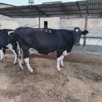 فروش دو عدد گاو|حیوانات مزرعه|اقبالیه, |دیوار