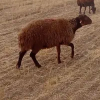 یک عدد بره قوچ هترو