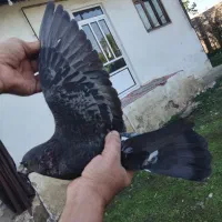 کبوتر