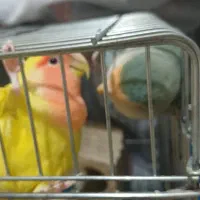 طوطی برزیلی مولد