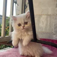 گربه