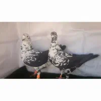 گوری سینه سفید