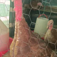 بوقلمون بوربون،1500تومان|حیوانات مزرعه|ماهیدشت, |دیوار