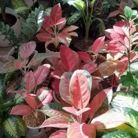تعدادی گل به فروش میرسد