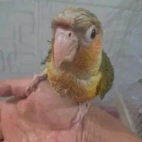 جوجه طوطی گرینچیک ۲ ماهه|پرنده|مبارکه, |دیوار