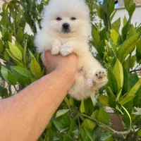 توله سگ پامر|سگ|شیراز, کیان آباد|دیوار