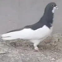 چپ سیاه شقه