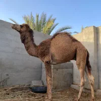 هاشی شتر