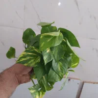 گل و گیاه پتوس|گل و گیاه طبیعی|اهواز, سیصد دستگاه|دیوار