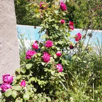 اجاره روزانه ویلا باغ دهبکری