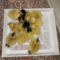 اردک محلی پکنی گوشتی