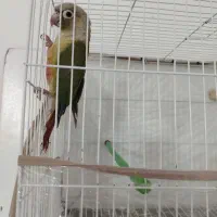 جفت گرینچیک خونگی|پرنده|بیرجند, |دیوار