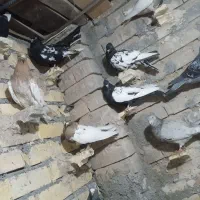 کفتر بوم رنگه المانی جفت گاه پرشی|پرنده|قلندر آباد, |دیوار