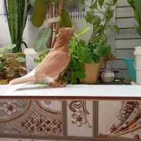 کفتر ماده زرد دم سفید دو کاکله|پرنده|شیراز, پودنک|دیوار