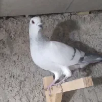 شامی ..کبودهفرنگ