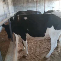 گاوشیری نژاد اصیل