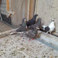 کفتر ماده