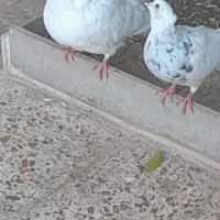 طوقی ۳ عدد|پرنده|ایذه, |دیوار