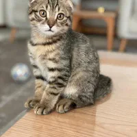 بچه گربه اسکاتیش فولد