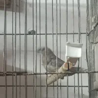 فنج بنگالی|پرنده|یزد, |دیوار